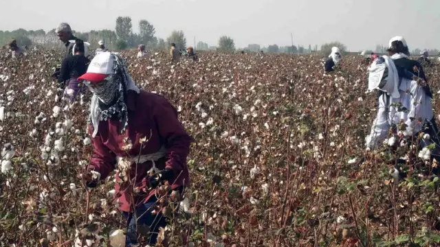 "Пахта - қуллик кишани" ё "пахтага боғланиб, ривожланмаймиз" каби фикрлар ҳам айтилмоқда.