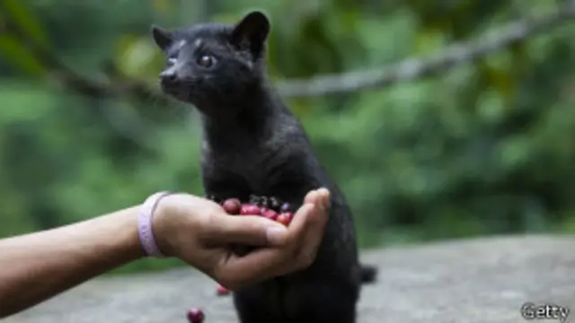 Civetas y granos de café