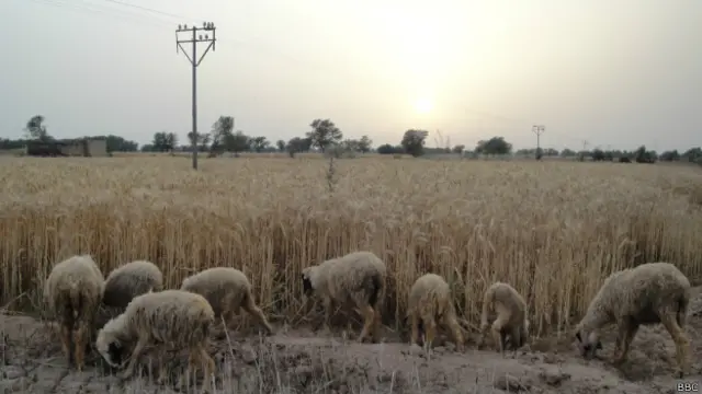 قصبے کےسینکڑوں کسانوں نے اِس خوف سے آواز اُٹھانا چھوڑ دی ہے