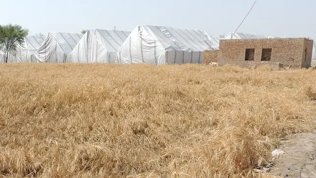 پنجاب بھر میں خریداری کے سرکاری مراکز میں نئی گندم کی جگہ سُکڑی ہوئی دکھائی دیتی ہے