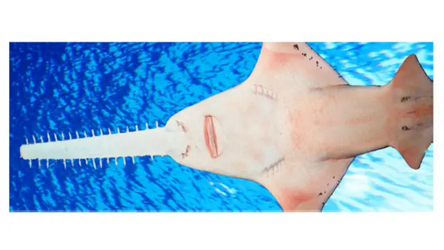 Espécie era abundante nos oceanos das Américas, mas hoje está em estado crítico de extinção