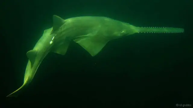 Peixe-serra de dentes pequenos pode chegar a medir 7,5 metros