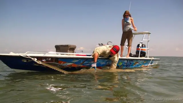 Cientistas estão rastreando 20 animais e querem conscientizar população sobre espécie