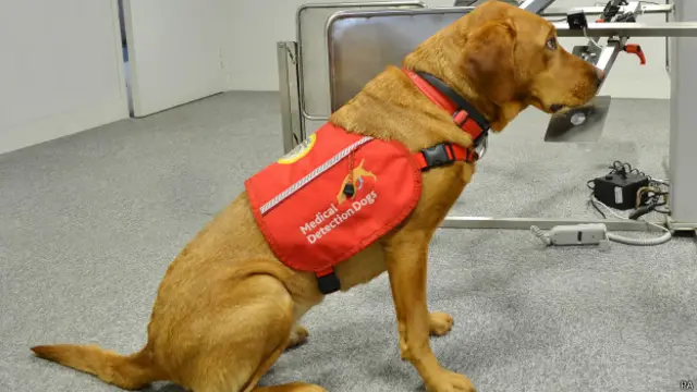 Perra dectectora de cáncer