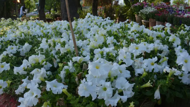 اسلام آباد میں آج کل بقولِ میر ’پات ہرے ہیں، پھول کھلے ہیں اور کم کم بادو باراں ہے!‘