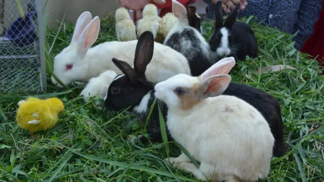 پھولوں کی نمائش کے ساتھ ساتھ جانور بھی رکھے گئے تھے جو دیکھنے والے محض دیکھ کر محظوظ ہوئے اور خریدنے والوں نے جیب بھی ہلکی کی۔ 