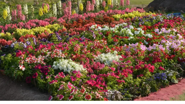 موسم بہار آج کل اپنے جوبن پر ہے جو اپنے ساتھ اسلام آباد میں ہریالی کے ساتھ رنگا رنگ پھول بھی لائی ہے۔ 