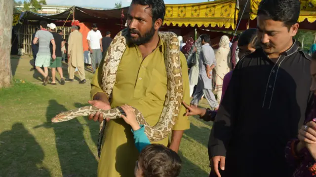 ایک سپیرا اپنا خوفناک سانپ لے کر پھولوں کے درمیان پہنچ گیا۔ ایک نڈر بچہ اسے چھو رہا ہے۔