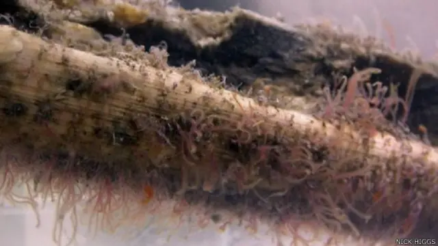 Los Osedax habría hecho desaparecer fósiles muy importantes para conocer a los vertebrados marinos del pasado.