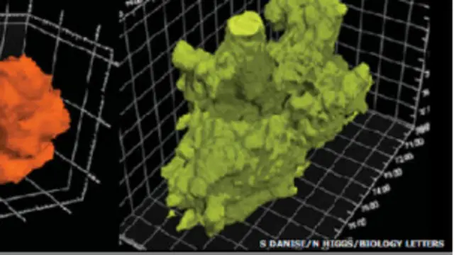 Los investigadores utilizaron escáneres tridimensionales para analizar la presencia del Osedax en los fósiles.