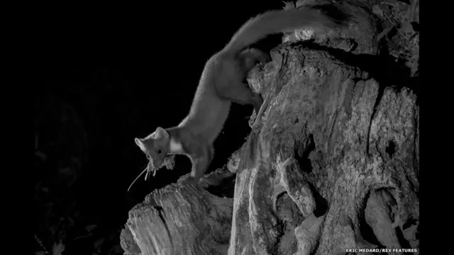 На фото: куниця на полюванні