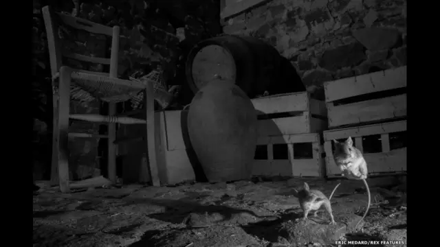 На фото: хатня миша у підвалі