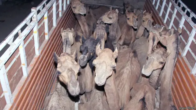 राजस्थान, ऊँट