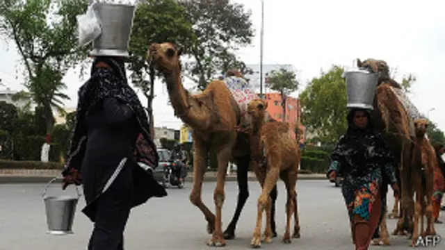 राजस्थान, ऊँट