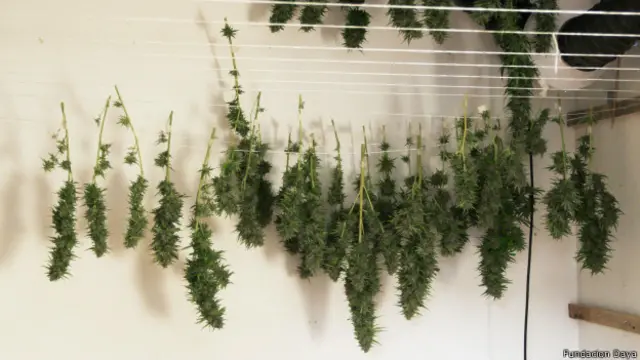 Marihuana colgando