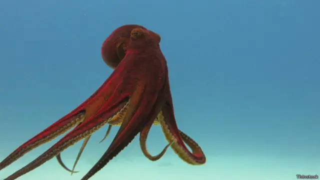 Es la primera vez que se estudia detalladamente cómo los pulpos se desplazan sin un esqueleto rígido.
