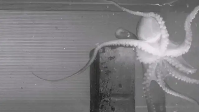 Tienen una flexibilidad casi ilimitada cuando se mueven.