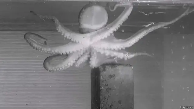 Cómo estos animales controlan y mueven sus blandos cuerpos resulta de interés a los ingenieros imitarlos.