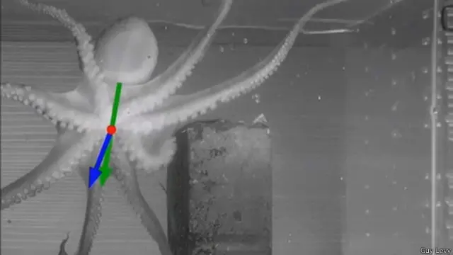 Robots inspirados en ellos podrían alcanzar lugares estrechos y difíciles, quizás para ayudar a personas atrapadas en un edificio derrumbado.