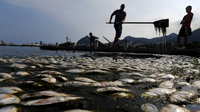 سائنسدانوں کا کہنا ہے کہ مچھلیاں آلودگی کی وجہ سے آکسیجن کی کمی کا شکار ہو کر ہلاک ہوئیں