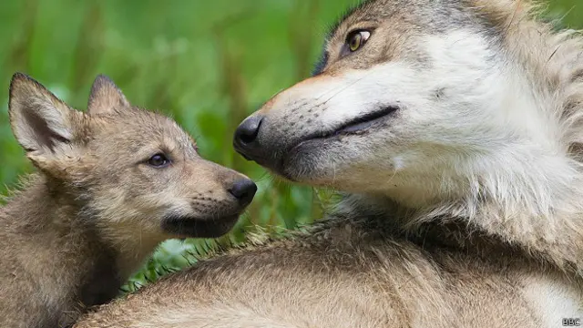 Волчица с волчонком