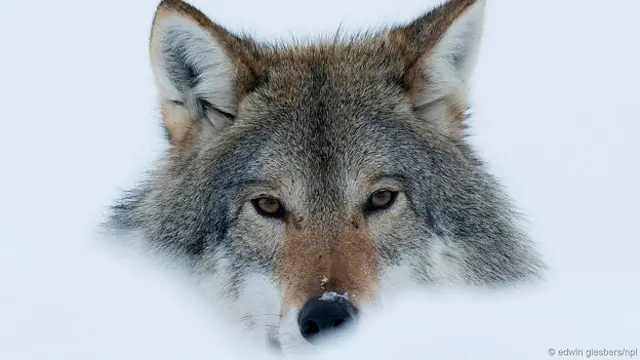 Серый волк на снегу