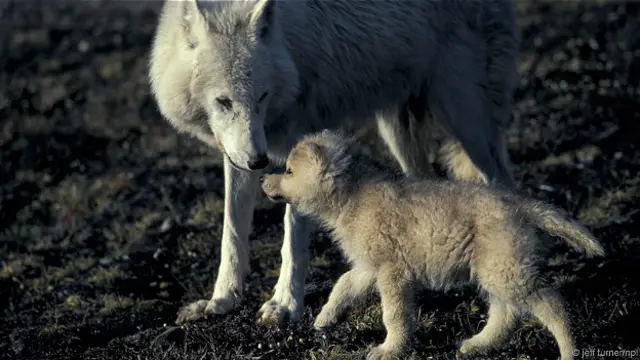 Волчица и волчонок