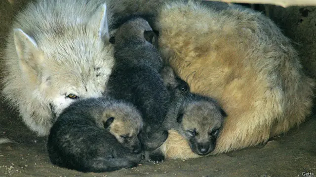 Волчата полярного волка с матерью