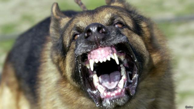 La rabia es una infección viral mortal que se transmite sobre todo por mordedura de perros infectados.