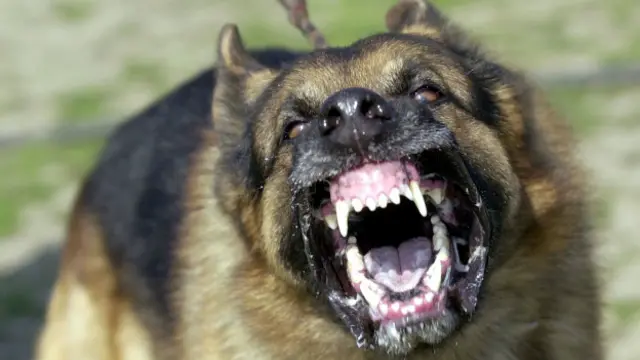 रैबीज़ कुत्तों में बहुत बड़ी समस्या है जिसे लेकर काफ़ी लोग डरते हैं. 