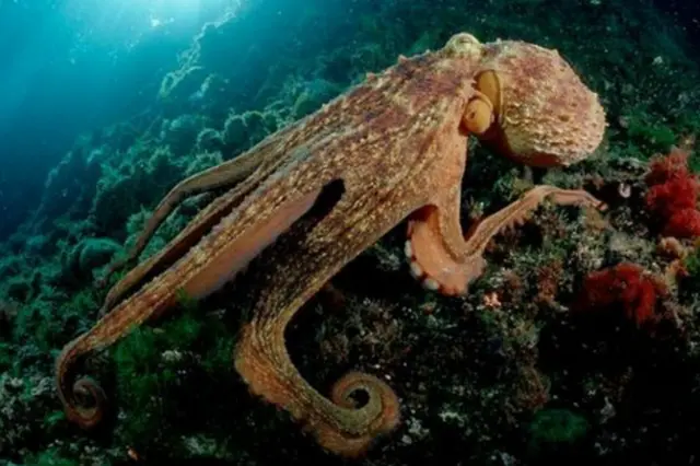 جو آکٹوپس لمبا ہوکر کھڑا ہو، رنگ گہرا کر کے جسم پھیلا دے تو اس کا مطلب یہ ہے کہ وہ اس وقت جارحانہ انداز میں ہے