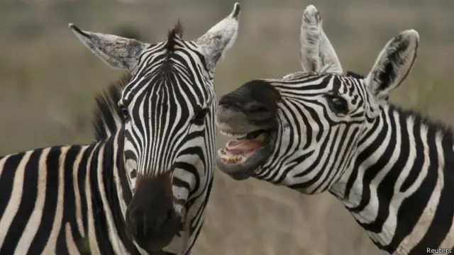 zebras