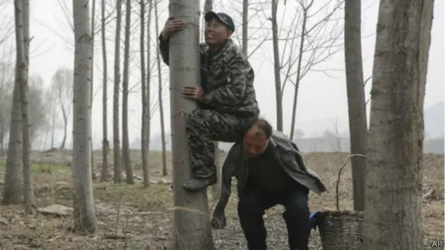 اونچی شاخیں کاٹنے کے لیے ایک کو دوسرے کے کاندھے پر بیٹھ کر ان تک پہنچنا پڑتا ہے