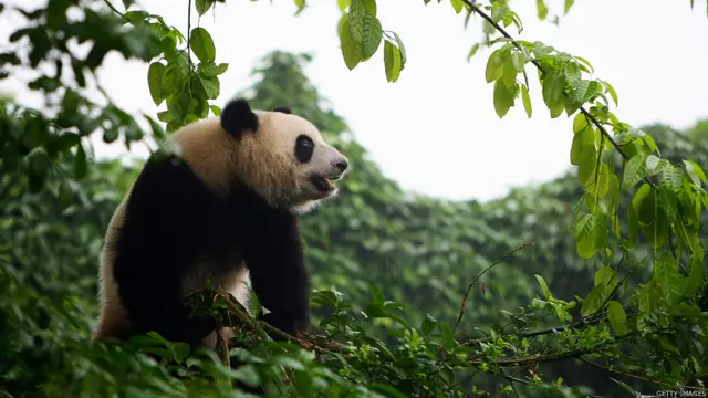 四川境内的大熊猫（资料图片）