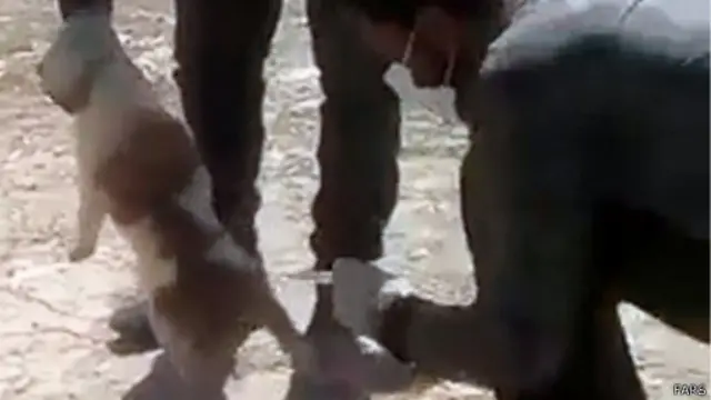 خبرگزاری فارس فیلم کشتار سگ‌ها را منتشر کرده بود