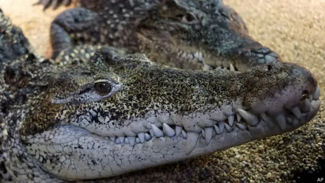 Se estima que en Cuba solo quedan unos 4.000 cocodrilos autóctonos.