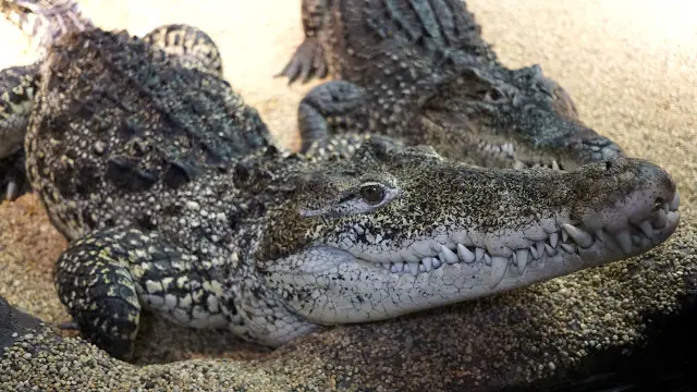 घड़ियाल