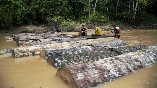 illegal logging