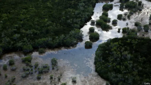 Las autoridades federales y estatales han invertido más de US$10.000 millones para restaurar el cauce de los Everglades, pero activistas y científicos advierten que el proyecto puede fracasar.