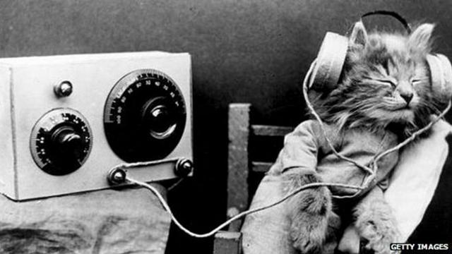 Gato escuchando una radio antigua