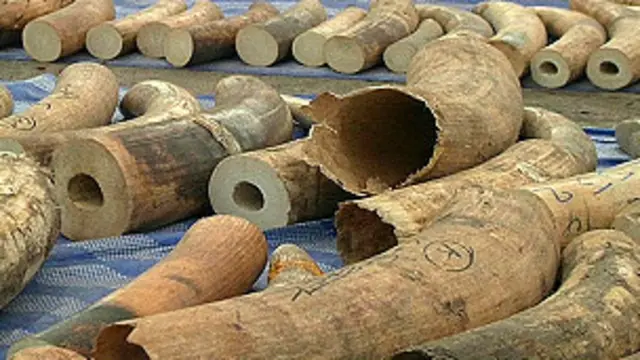 Les défenses d'éléphant étaient cachées dans huit valises.