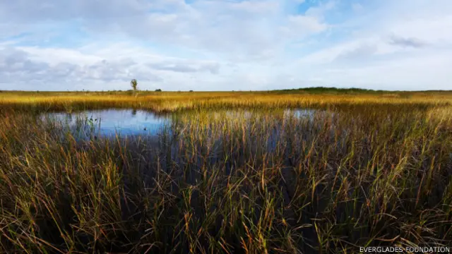 A restaurar el cauce original del llamado "Río de Hierba", se ha destinado desde hace 15 años el mayor proyecto ecológico de Estados Unidos, 