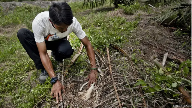 Tulang belulang orangutan yang ditemukan pada 2013 lalu.