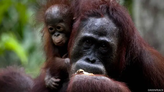 Habitat orangutan semakin menyempit karena pembukaan lahan perkebunan dan pertambangan di Kalimantan.