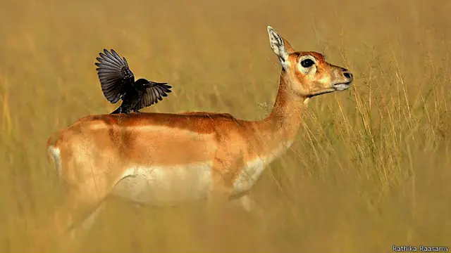 राथिका रामासामी