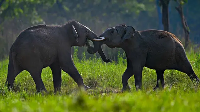 राथिका रामासामी