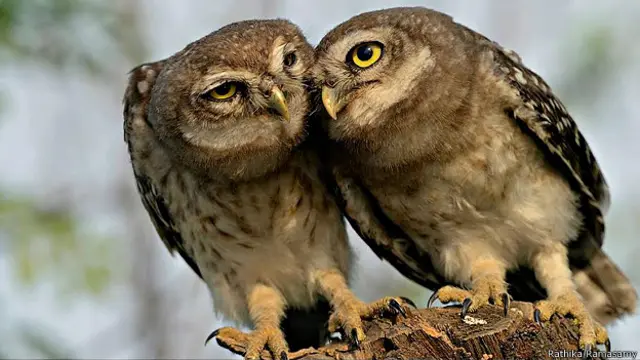 राथिका रामासामी