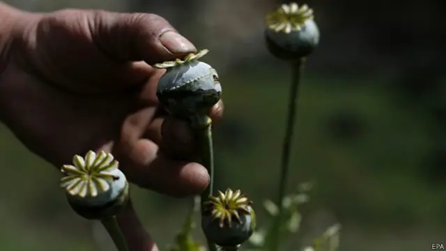 سیکرٹری نارکوٹکس کا کہنا تھا کہ اب پوست کی کاشت محض دور افتادہ علاقوں تک محدود رہ گئی ہے