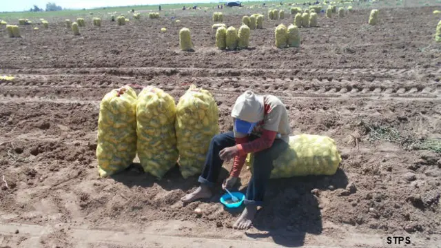 Jornaleros agrícolas en Baja California Sur