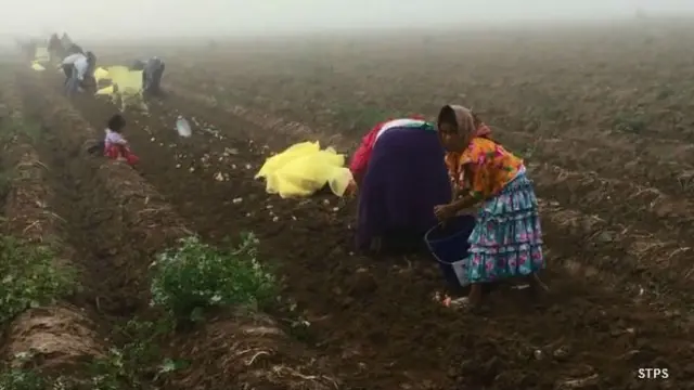Niños jornaleros agrícolas en un campo de cultivo en México.
